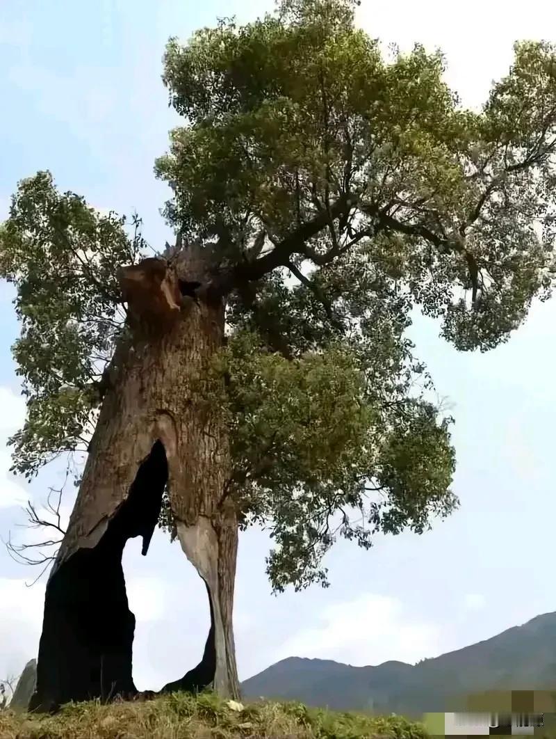 参天大树被蛀虫掏空了，还有得救吗？