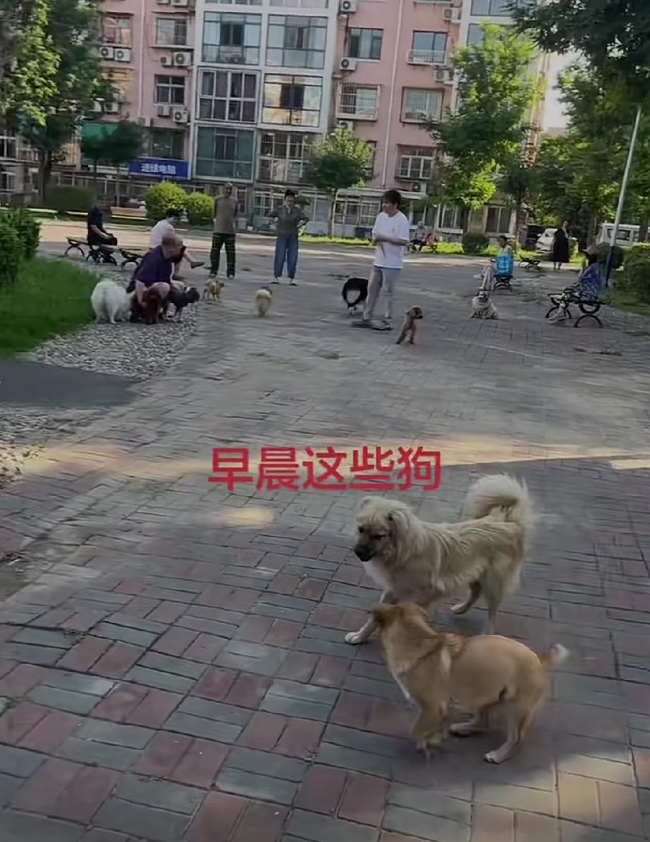 遛狗不拴绳！早上出来想遛个弯，小区到处都是狗，还有狗爸爸，狗妈妈，狗爷爷和狗奶奶