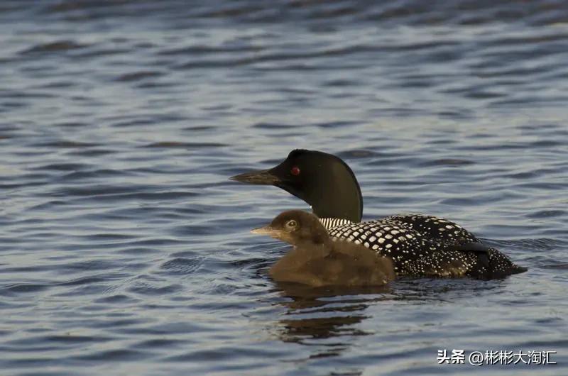 清道夫这东西，说是有害一点不为过。它啥都吃，不仅抢其他鱼类食物，还会啃食鱼卵，严