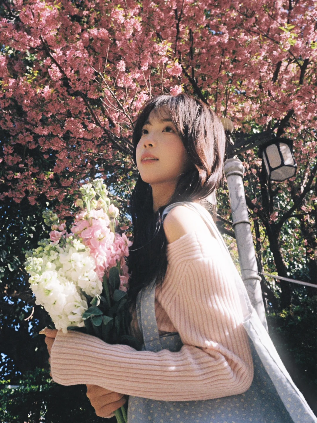 ⊹𝐒𝐚𝐤𝐮𝐫𝐚 𝐑𝐞𝐜𝐨𝐫𝐝𝐬🌸樱花胶片