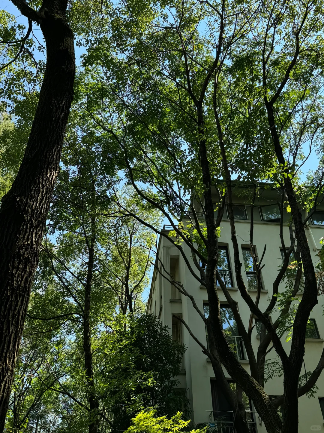 真的好喜欢我家20年房龄小区的外立面啊