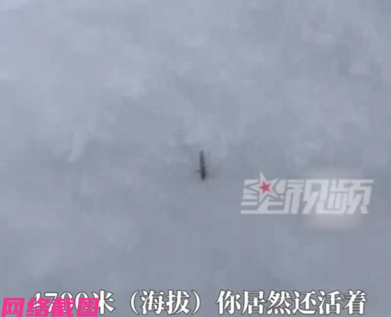 有男子和朋友一起去一处雪山，当徒步到雪山海拔四千七米处，见得地上有小黑点随后看清