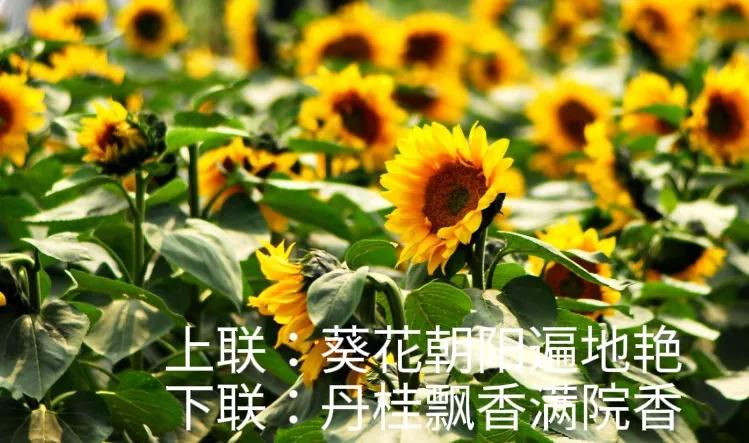 上联：葵花朝阳遍地艳，
下联：丹桂飘香满院香。
#下联：丹桂飘香满院香，诚邀上联