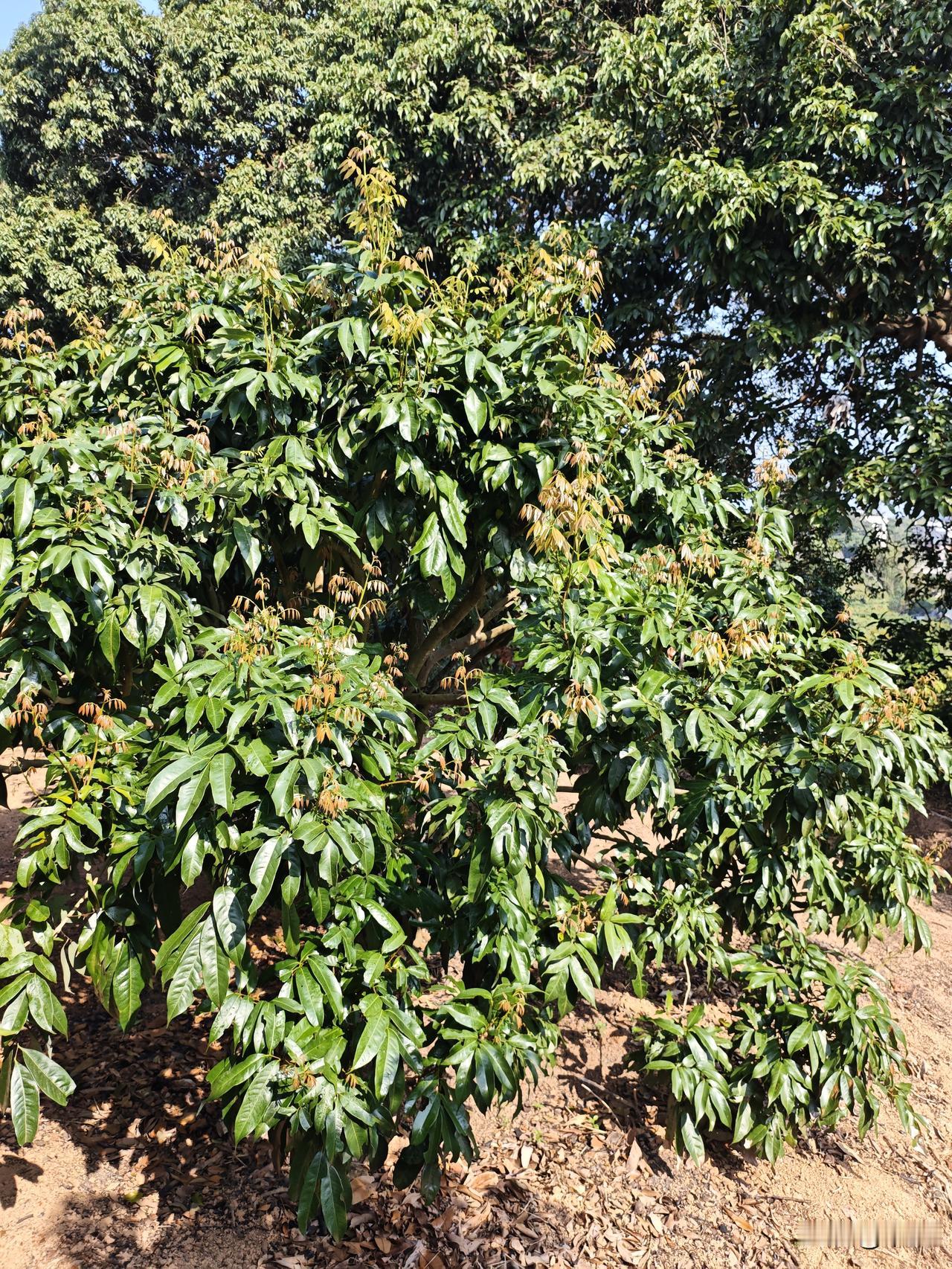 荔枝红叶转花一线生机：邻树虫害压境下的逆袭

朋友果园遇难题：周边族侄的几十年未