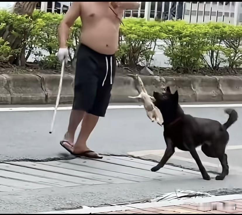 简直是坏透了！用流浪猫给自己的狗当玩具，拿个绳子绑住猫腿，任凭自家的狗玩咬。
