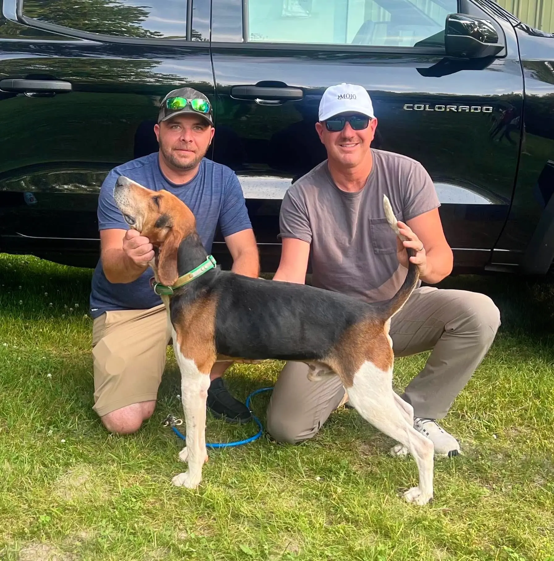 沃克猎犬 美国猎犬