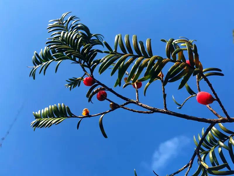 红豆杉
炒到3oo00一株的树？
一株难求？
现在成毒树？
死亡树？
你说呢？