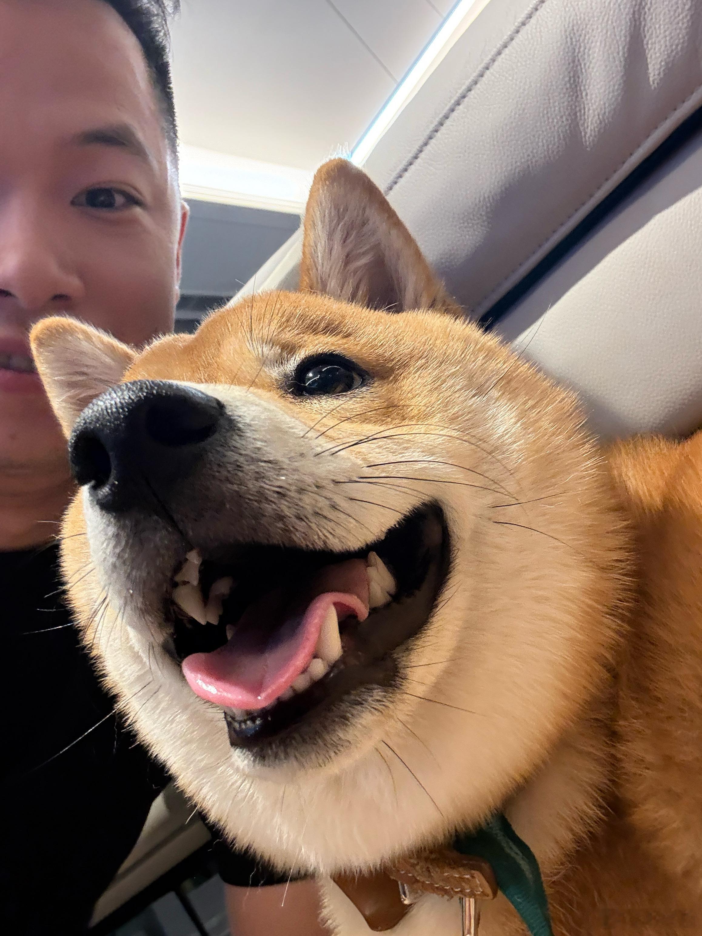 这什么东西 太好玩啦🐕 欣哲频道狗  ​​​