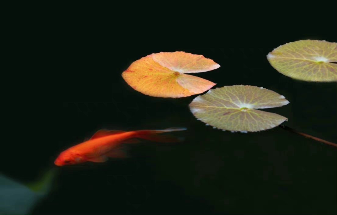 “今天飞花令｜主题【晚、节】古诗词    ”                  
