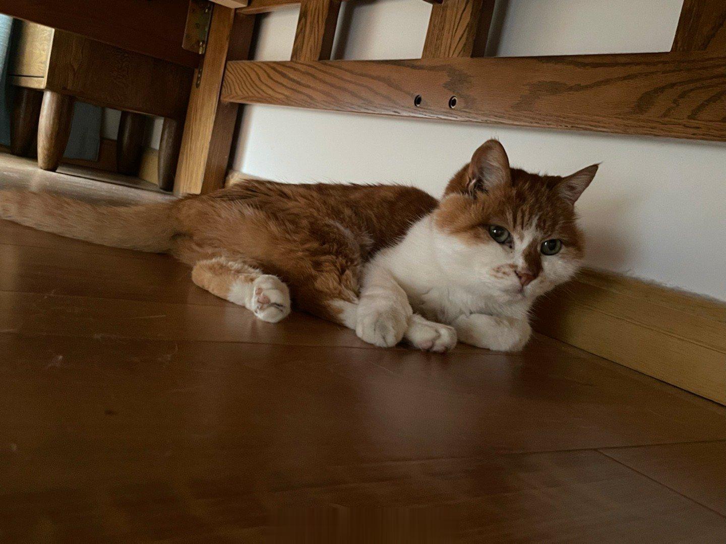 #萌宠那些事[超话]# 大热天就该有大热天的样子，老趴在毛绒绒的床上干嘛[笑cr