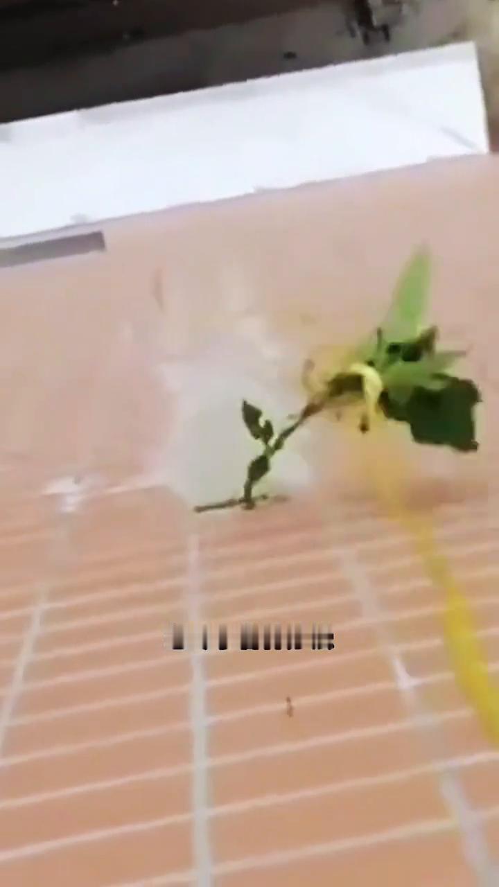 近日一男子利用机油、草酸开水火烧，想尽了各种办法，墙外的植物依然顽强，野火烧不尽