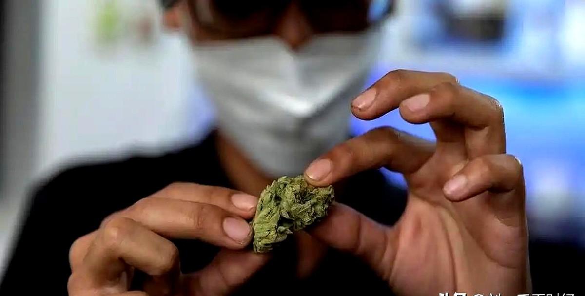 很多人不理解，欧美一些国家为什么可以大麻合法化？

我说实话，大麻合法化不是最优