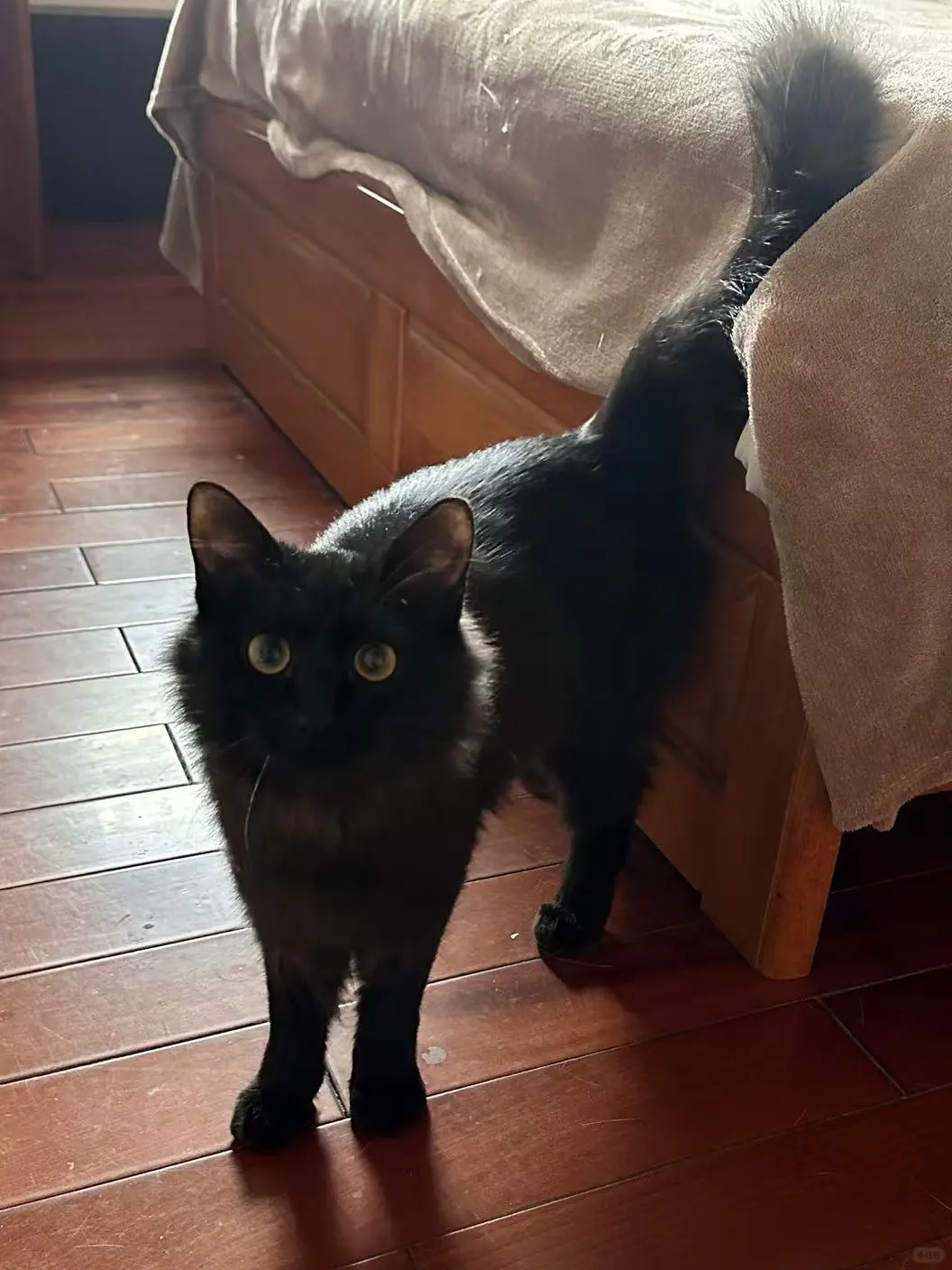 黑猫的眼睛为什么都长一样？