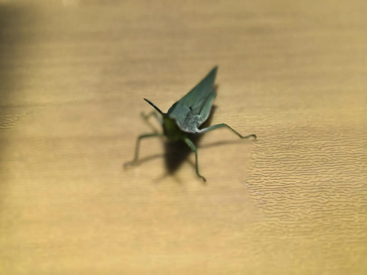 傍晚，电脑桌上突然飞来这么个生物，没敢动粗，吹了几口气，又飞走了。

不像螳螂，