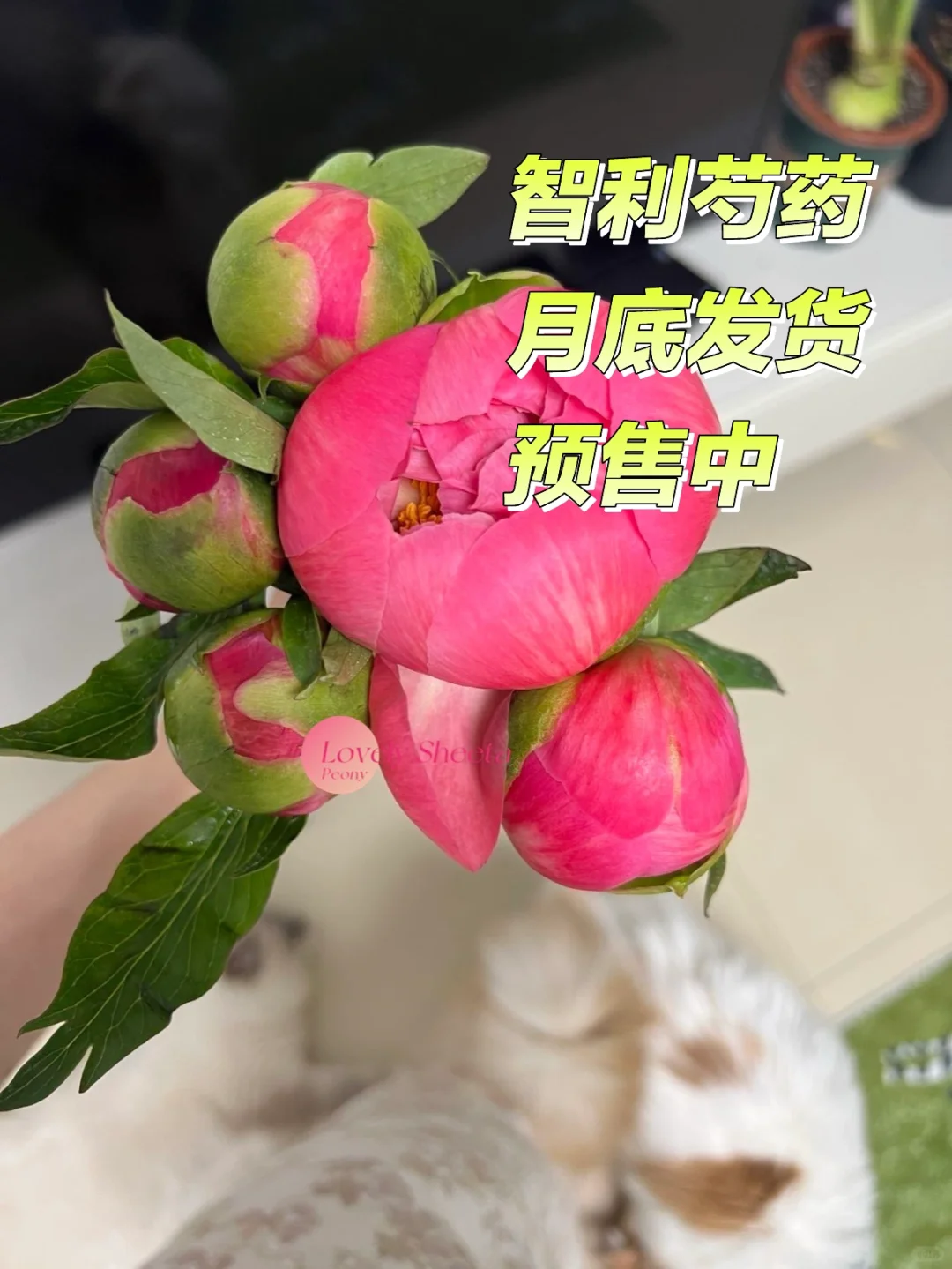 听说花店都不拿进口芍药了？