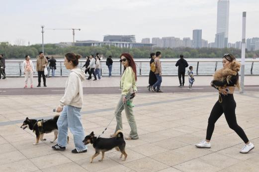 一个数字正在刷屏：中国城镇猫狗总量1.26亿只，是0到3岁婴幼儿的3.5倍。城市