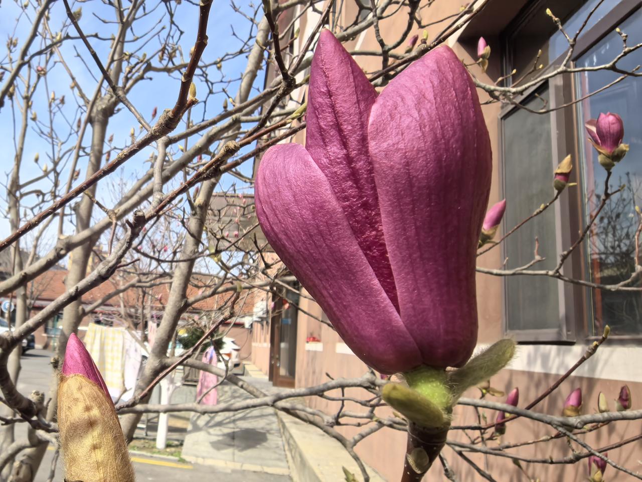 这里的玉兰花开了，在我们那里，是见不到玉兰花的，所以，看到这大大的花朵，感觉很新