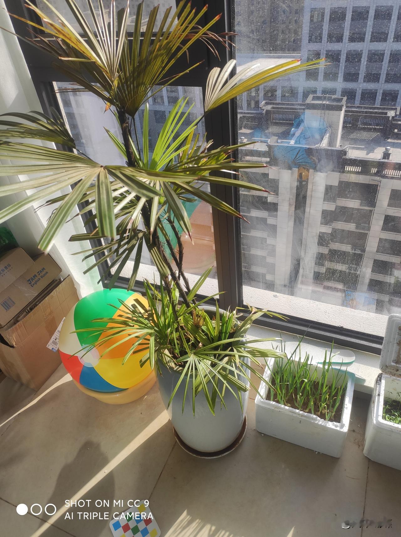 今天天气太棒了！
午后窝在阳台，冬日的阳光晒得人浑身舒坦。

你看这几盆绿植——