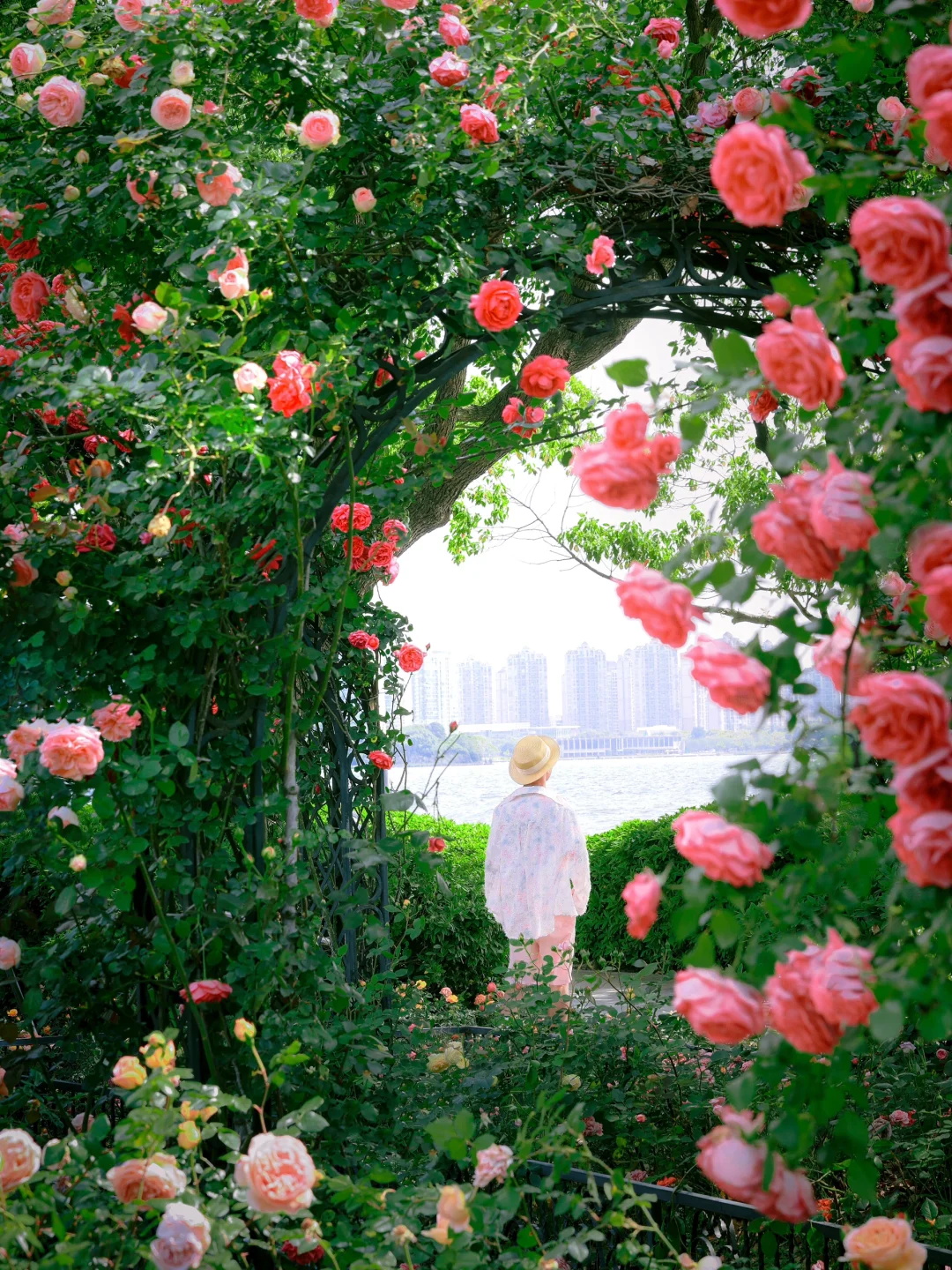 五一来苏州，不能错过金鸡湖月季花的浪漫🌹