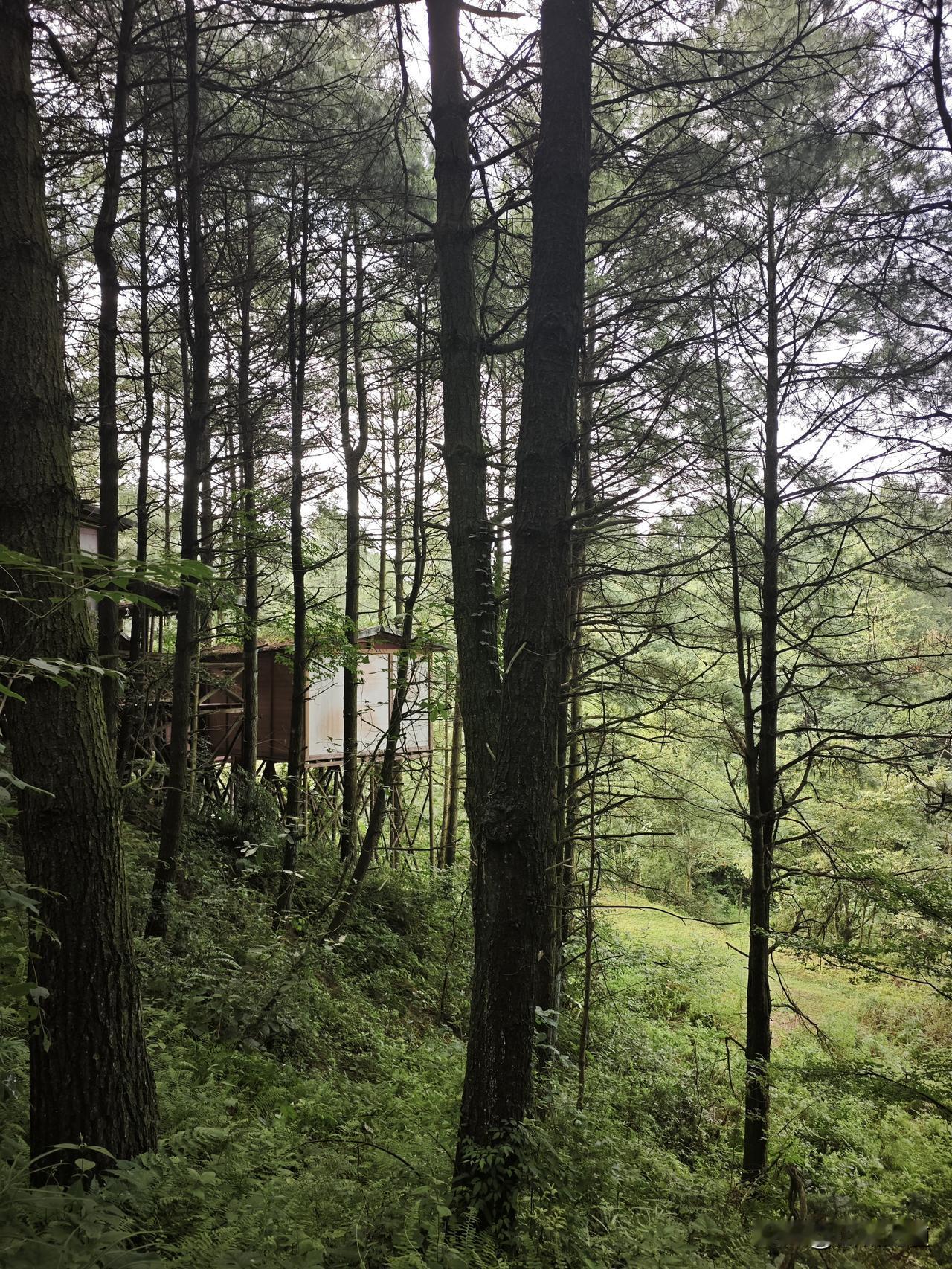 贵州避暑，百里杜鹃普底乡。
前几天在百里杜鹃1号营地露营，现在到了百里杜鹃康养生
