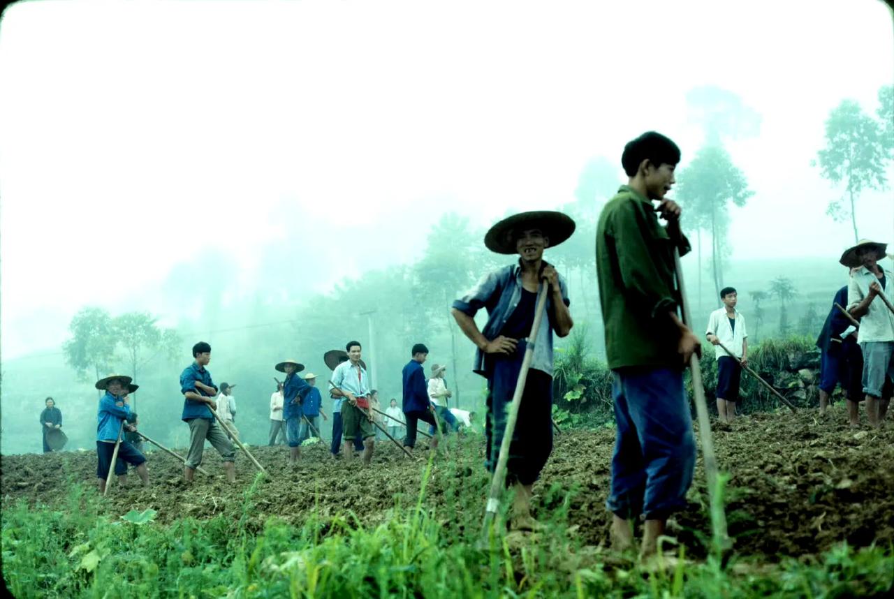 田间，重庆，1980/82年摄。 ​​​