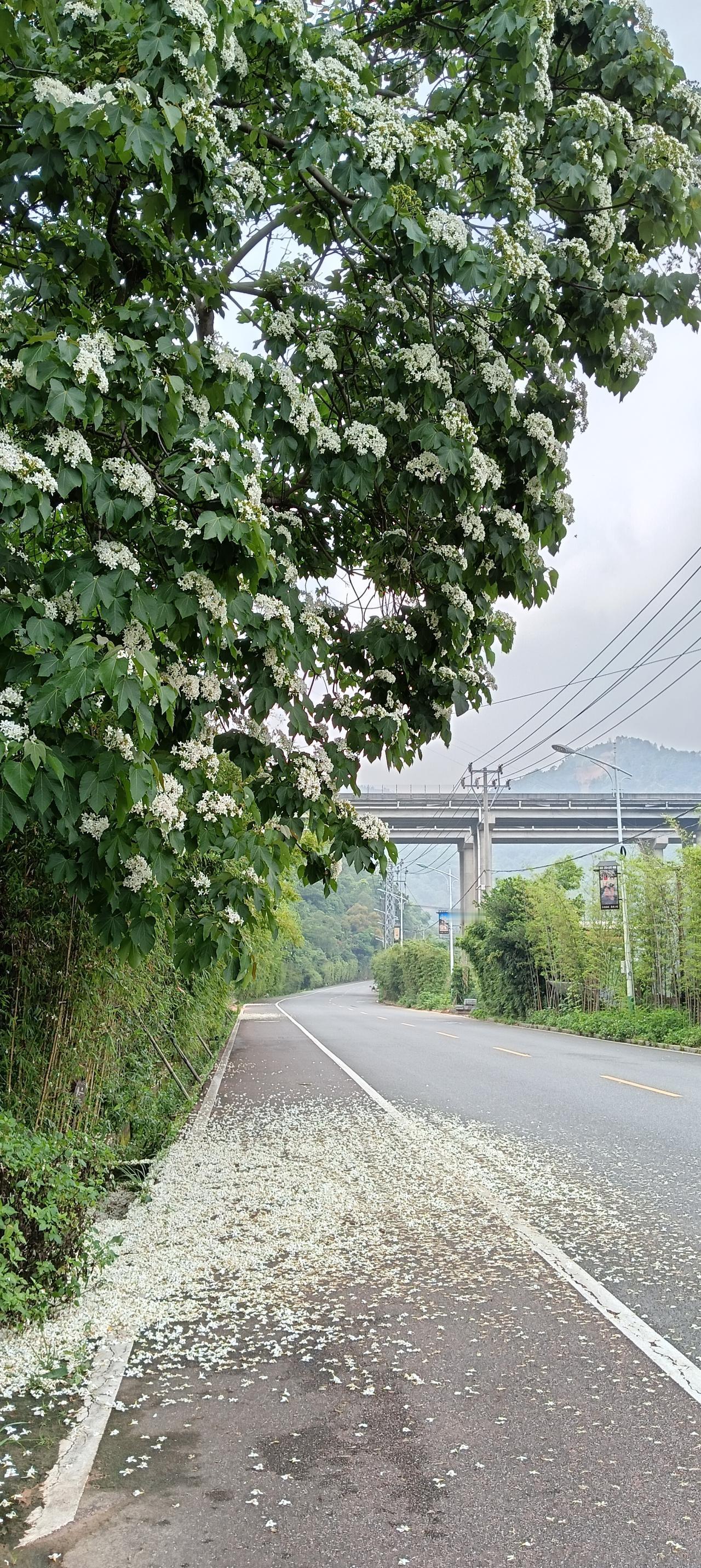 梧桐花正时——谷雨