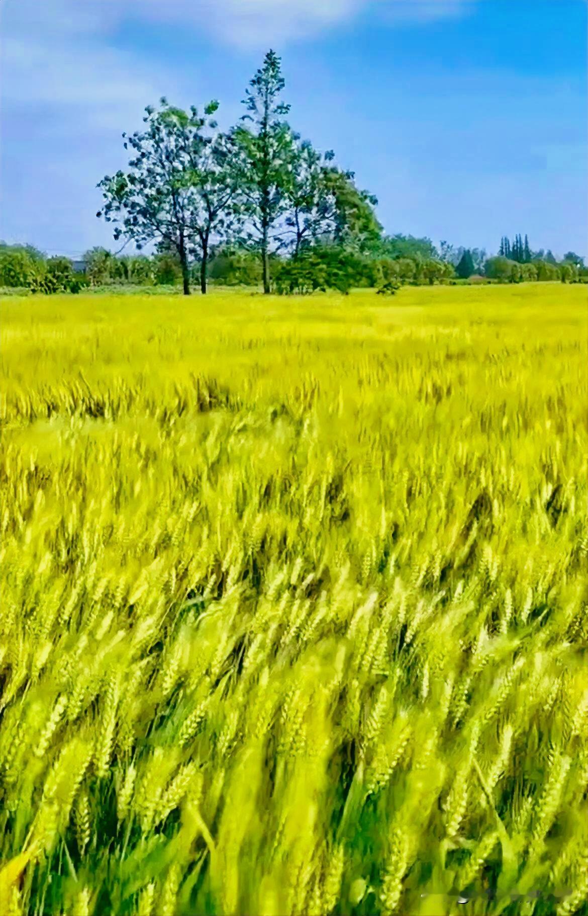 上联：春深麦秀鸠鸣远
下联：有请雅士[玫瑰][玫瑰][玫瑰]