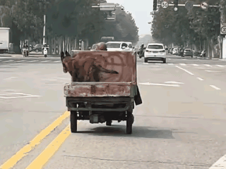 这只狗绝对是个急性子～