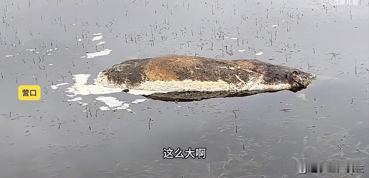 【碧流河水库一水源地河道漂浮死猪】 （大连事儿哥）辽宁营口，网友反映碧流河水源地