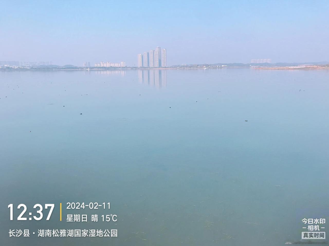 初二踏春游，阳光明媚，晴空万里。来松雅湖环湖游，湖里到处都是候鸟，一片和谐之美。