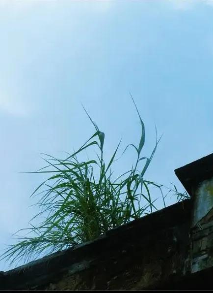 上联：尴尬扣地墙头草；
下联：？？？