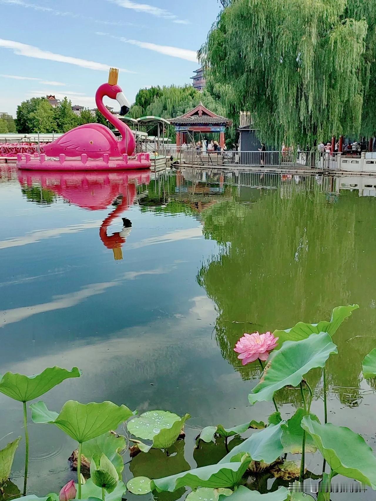 碧水蓝天莲花池，
拍你千遍不厌倦。

友友们早安吉祥，开心快乐每一天[玫瑰][玫