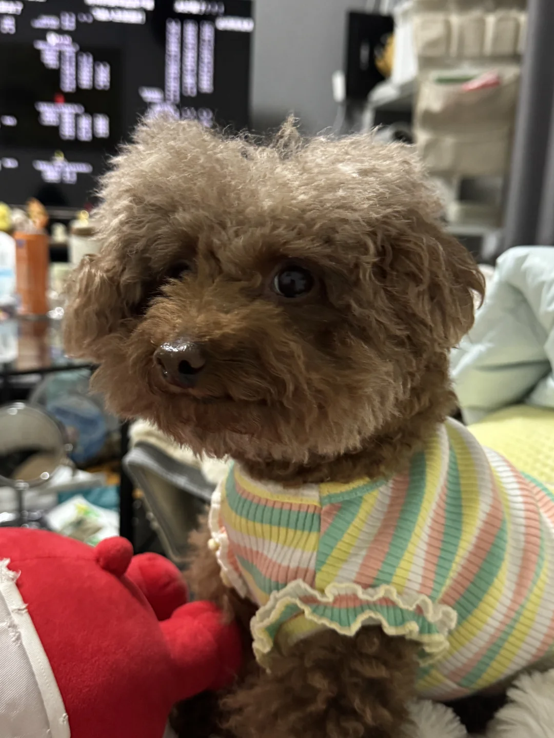 细软塌小狗