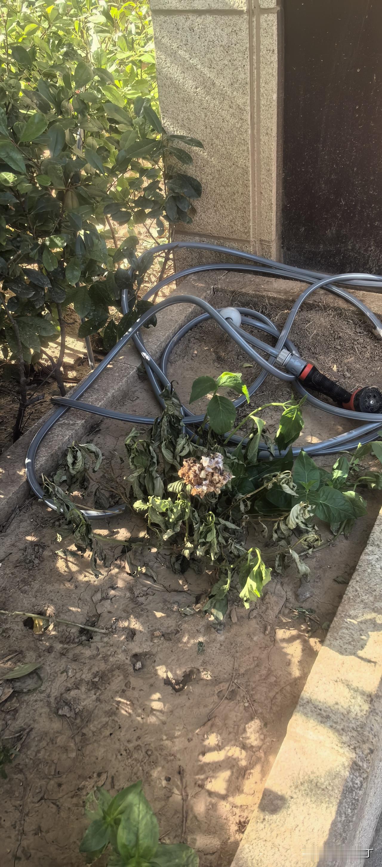 小区花工和物业经理素质天差地别。

公共花池的木本茶花全死了，物业撒了一点千日红