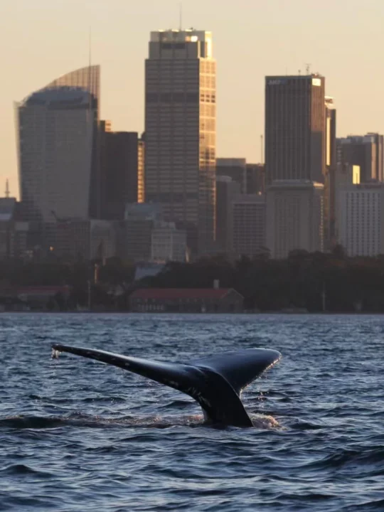 星河倾落 心动悉尼