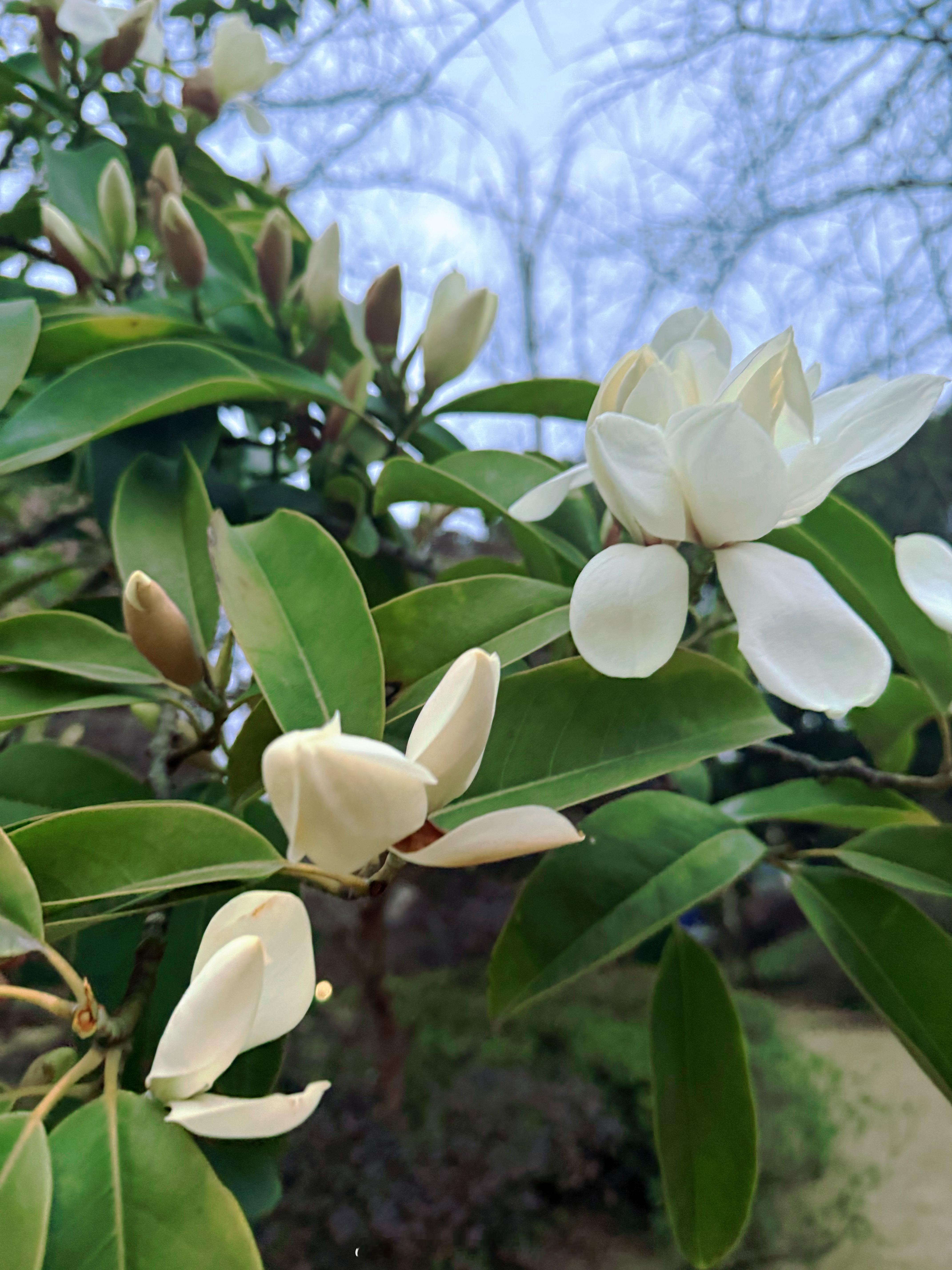 这是含笑花，真香啊。  