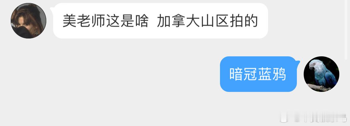 #鸟粉投稿# 山上遇到的一只【暗冠蓝鸦】它也太帅了吧[开学季]！鸦科也有颜值担当