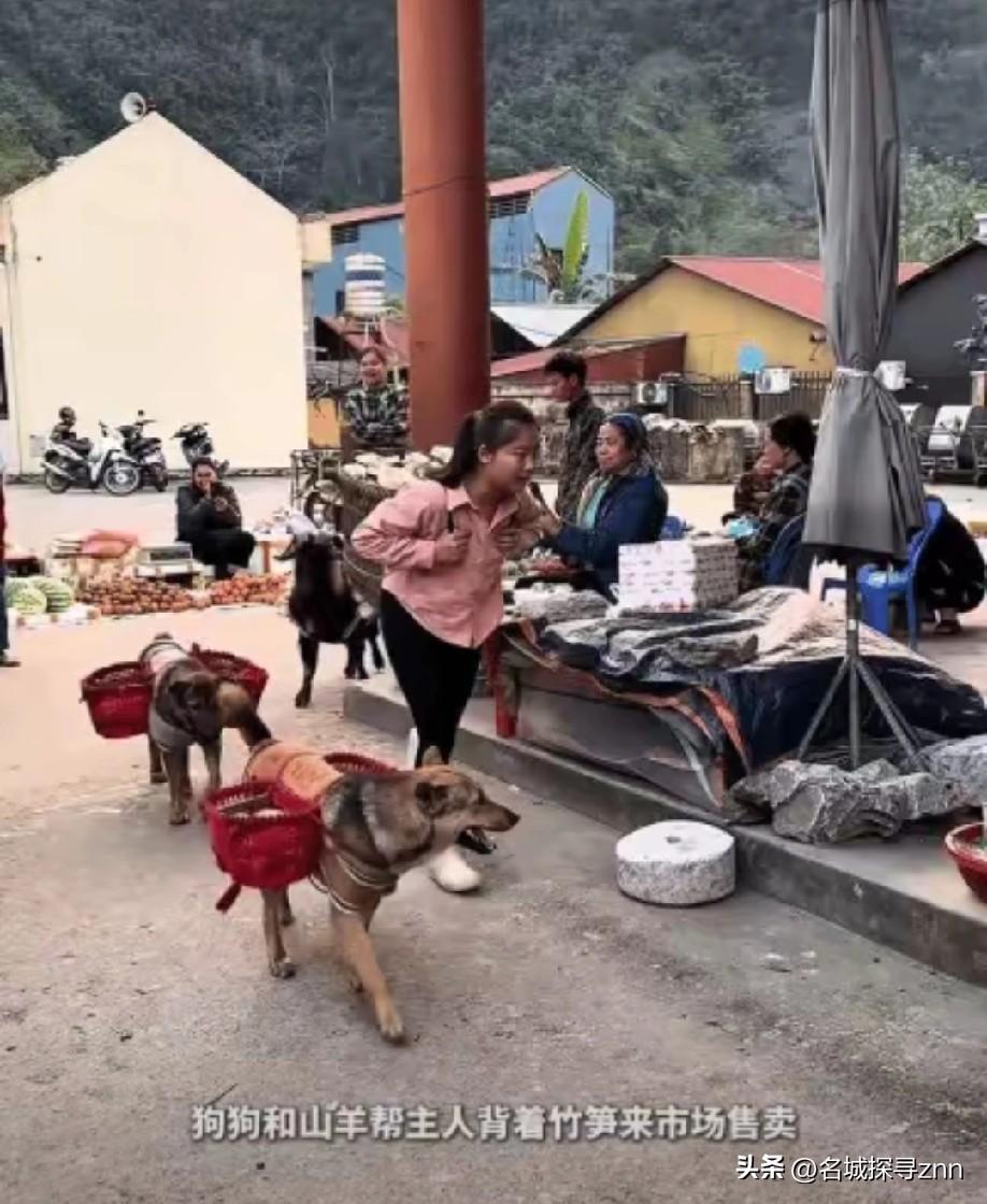 “暖刮我了！”一女孩背着一大筐竹笋来市场售卖，她后面还紧跟两只狗和一只羊，没想到