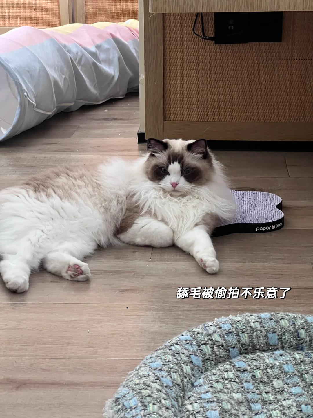 苏州这家酒店是真的宠物友好