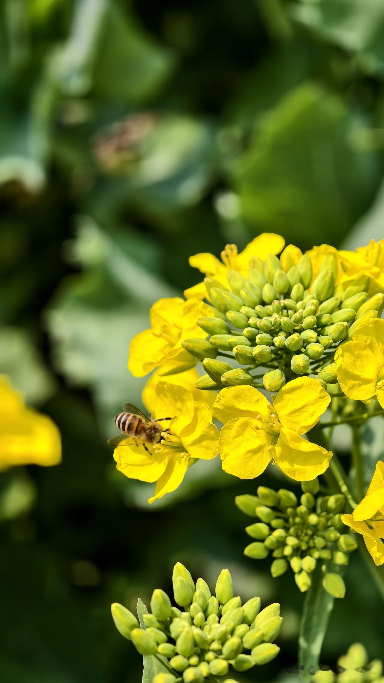 年年都回四川，今年是为数不多的暖冬，这些天一点都不冷，中午穿个短袖，加个外套就可