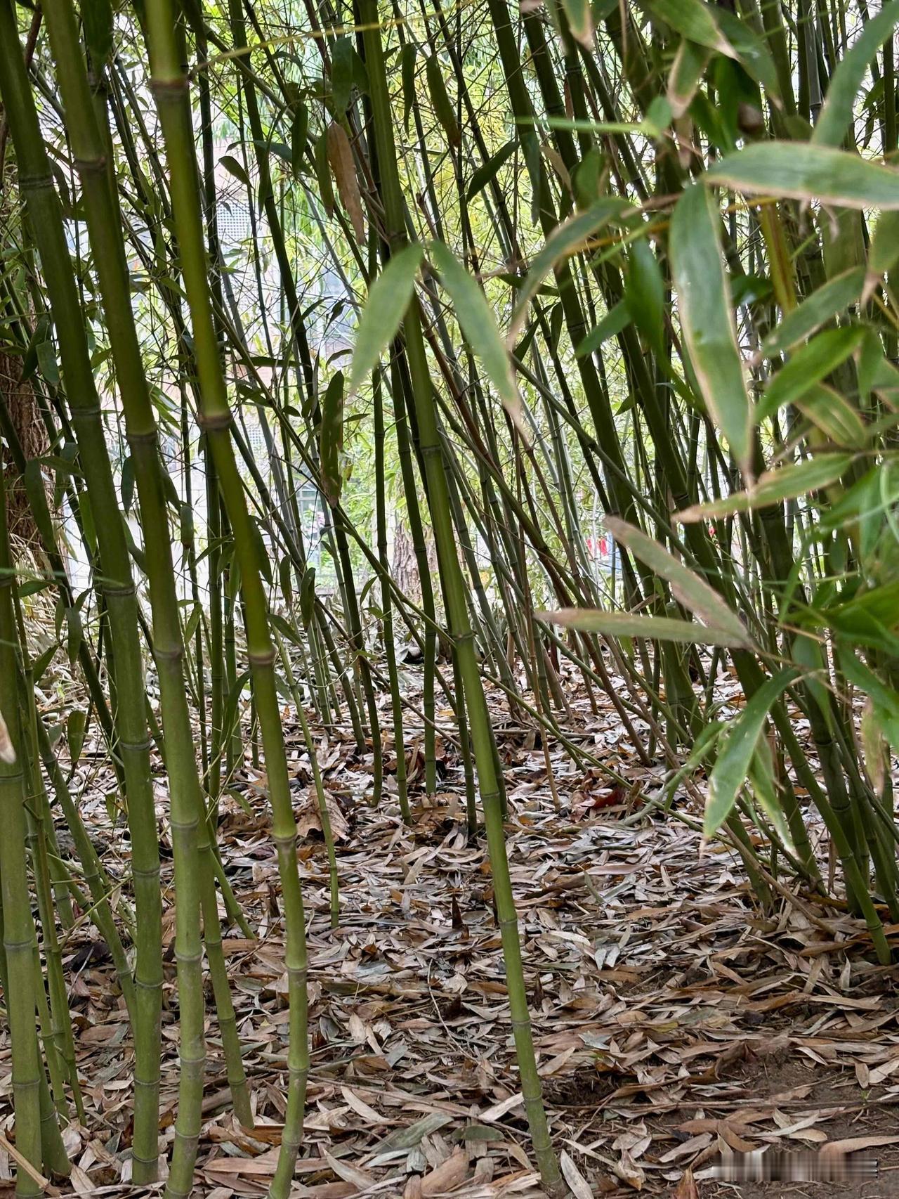 记录美好点滴 小区里有一片竹林，每次雨后，便有许多竹笋破土而出。
所谓“雨后春笋