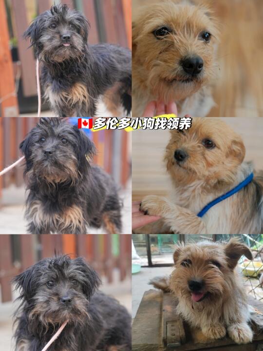 🇨🇳小狗漂洋过海只为在多伦多遇见你
