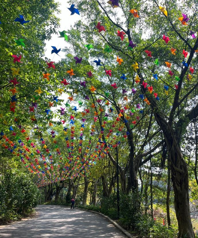 上次来帽峰山还是 2024 年的事儿，一转眼竟有这么多新变化！广州的帽峰山森林公