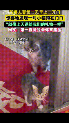 “猫来财！”黑龙江绥化，新婚夫妻结婚第二天，早上妻子一开门发现2只小猫咪蹲在门口
