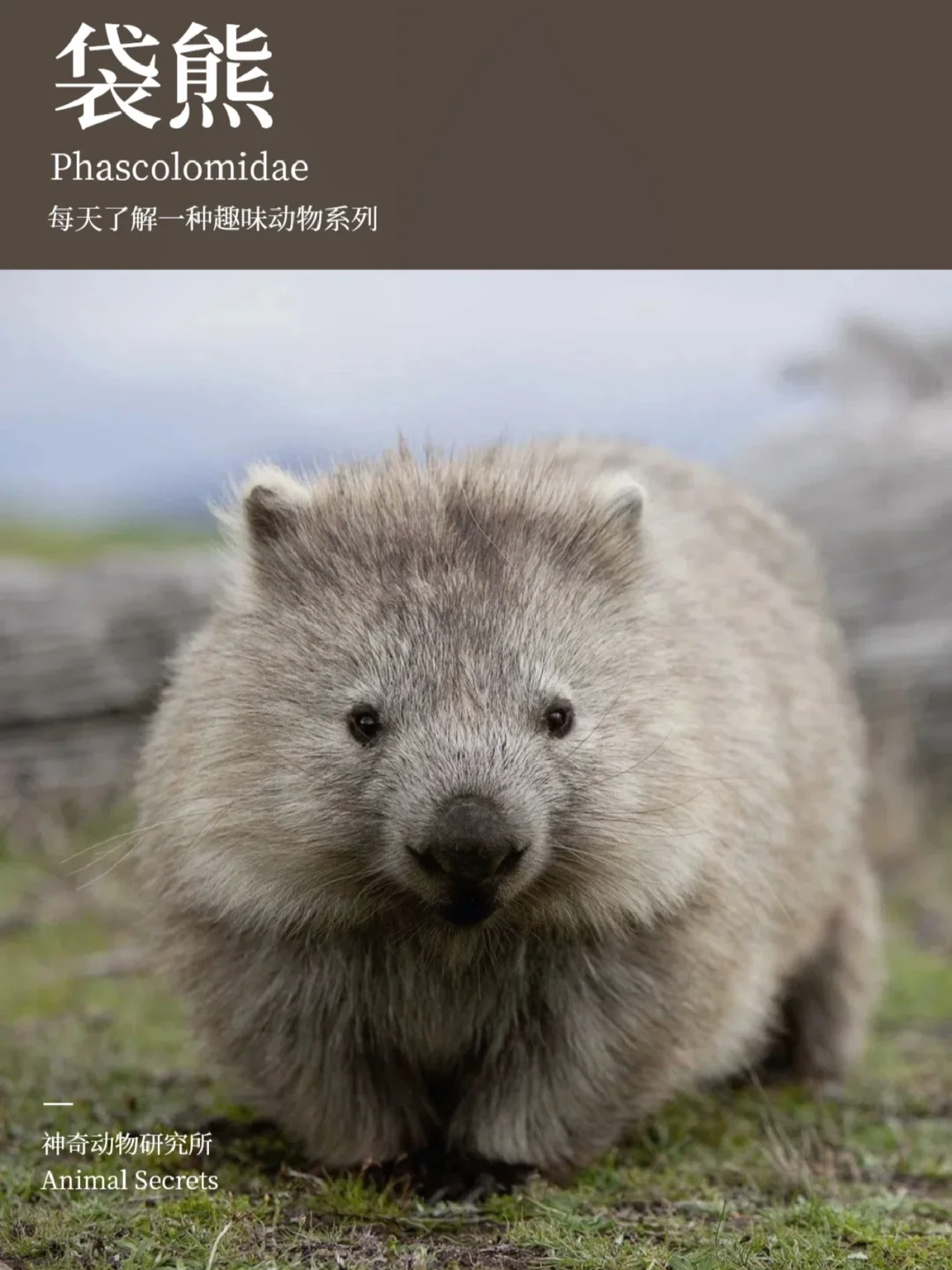 每天了解一种趣味动物👀袋熊
