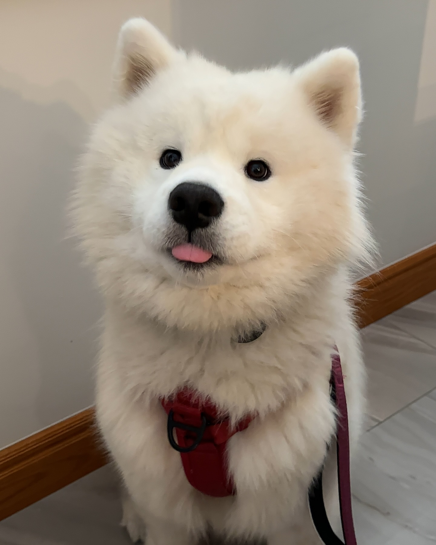 萨摩耶祖训：犯了错蒙混过关就好了耶！ 