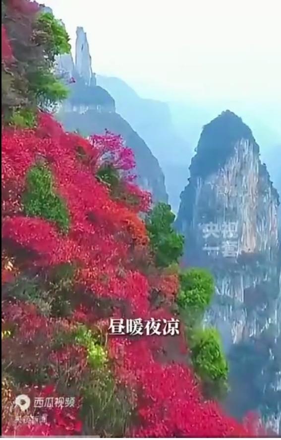 今日迎来寒露节气，作为二十四节气里首个带“寒”的节气，代表天气正式从凉爽转向寒凉