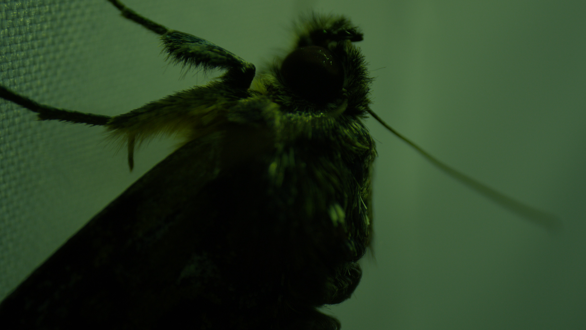 BBC镜头里的野性广东  谁被珠江口的浪漫暴击到！中华白海豚泛着粉晕游弋，BBC