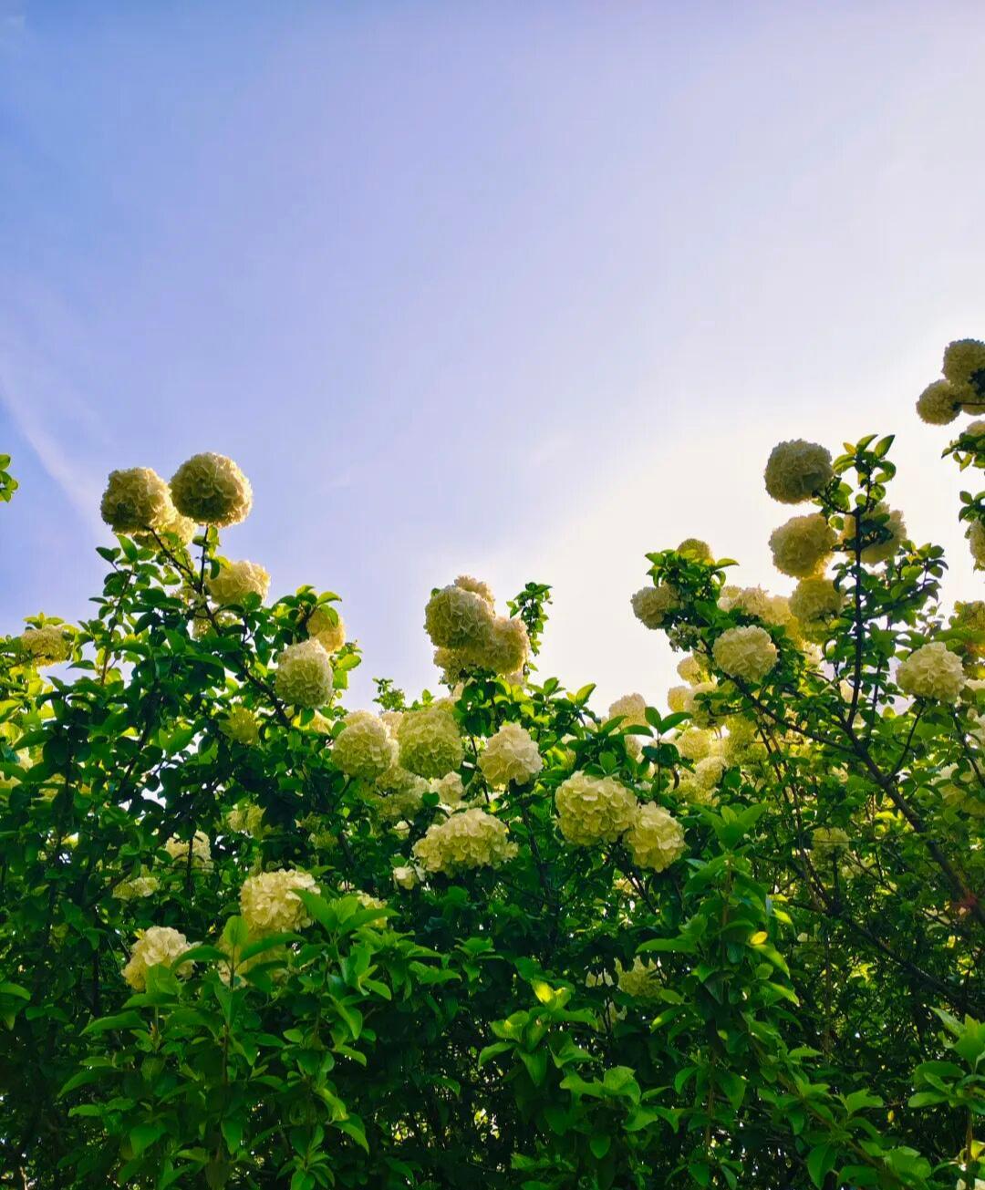 木绣球，又称绣球，绣球荚蒾。而绣球花的梦，是在最美人间四月天的四月开始的。它把它
