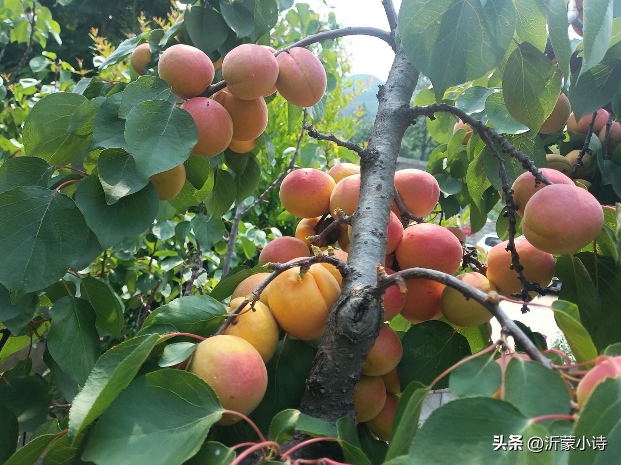 山中
枝头红杏落，树下起微尘。
谁问堂前客，曾为岭后人。